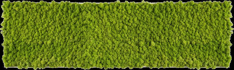 Мох текстура