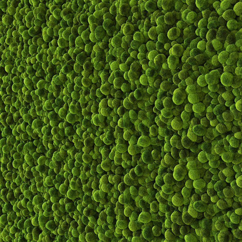 Фитостена 3ds