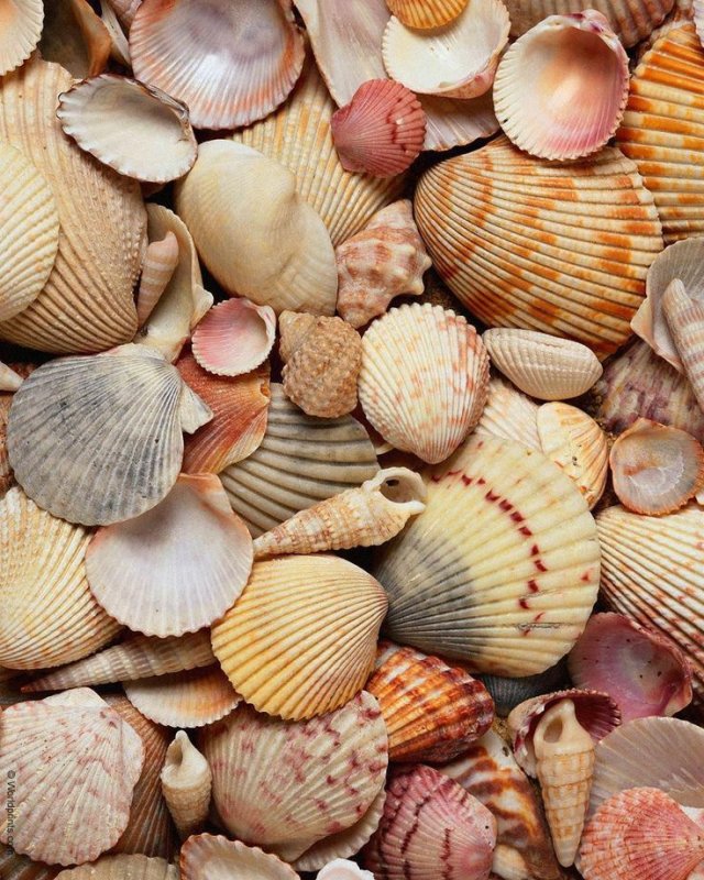 Цветные ракушки