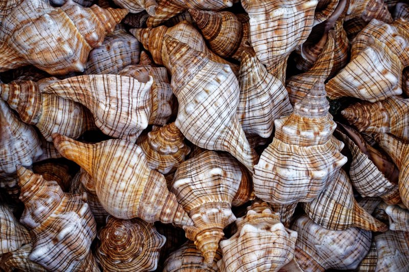 Ракушки морские