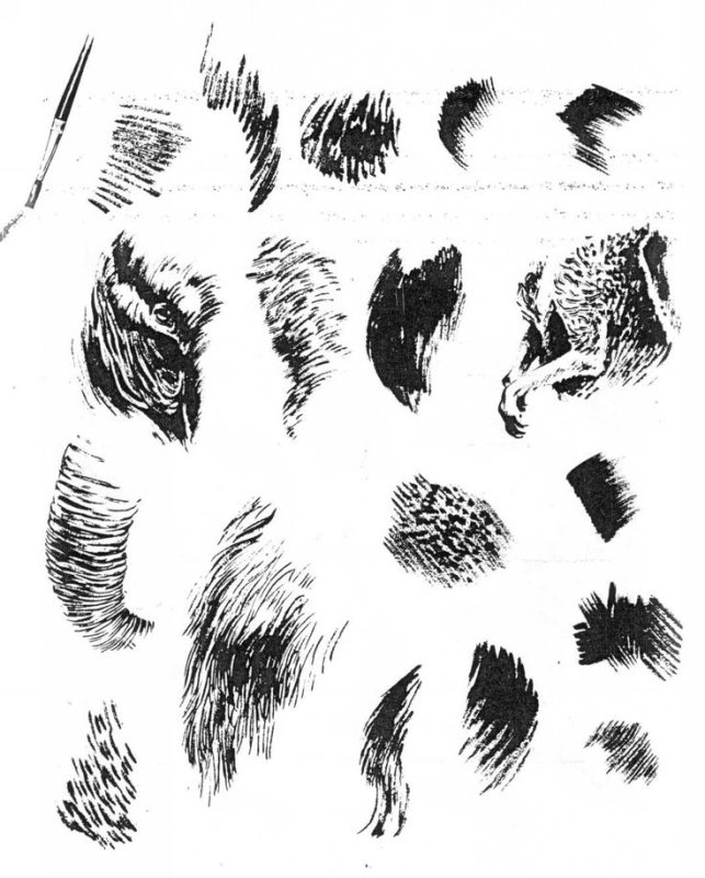 Зарисовки шерсти животных