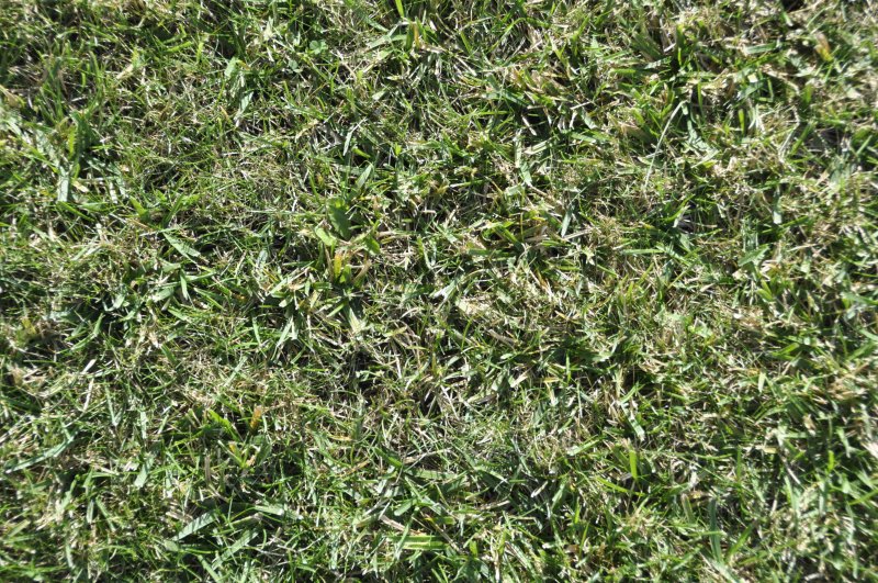 Текстура травы