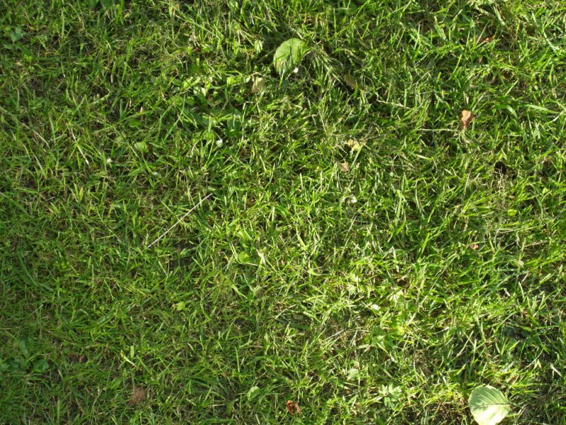 Текстура травы