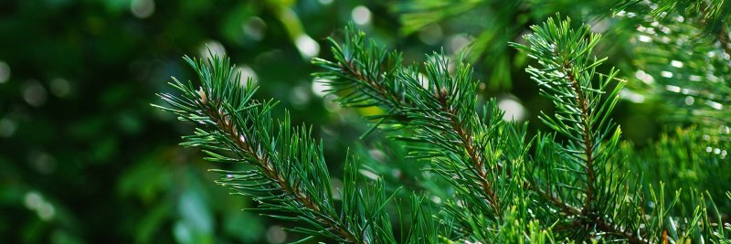 Хвоя текстура