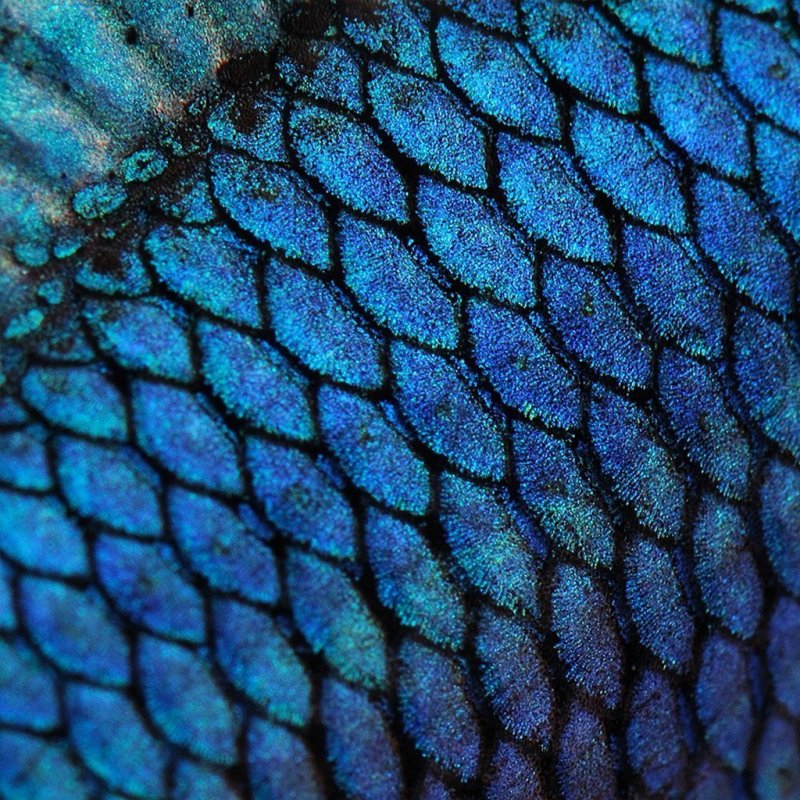 Чешуя дракона паттерн