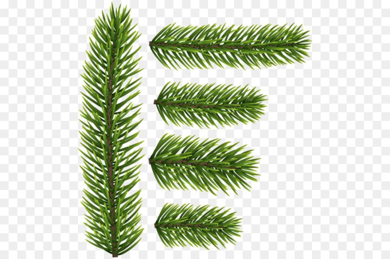 Хвойная ветка пихта