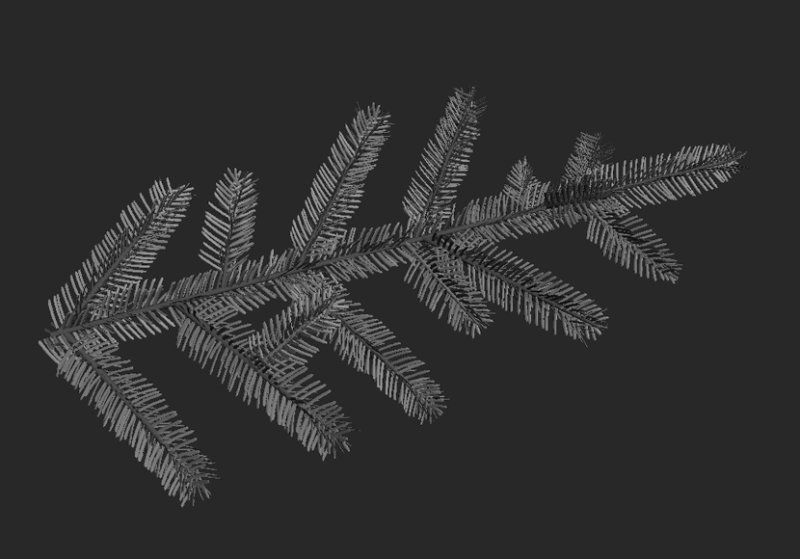 Хвойные ветки