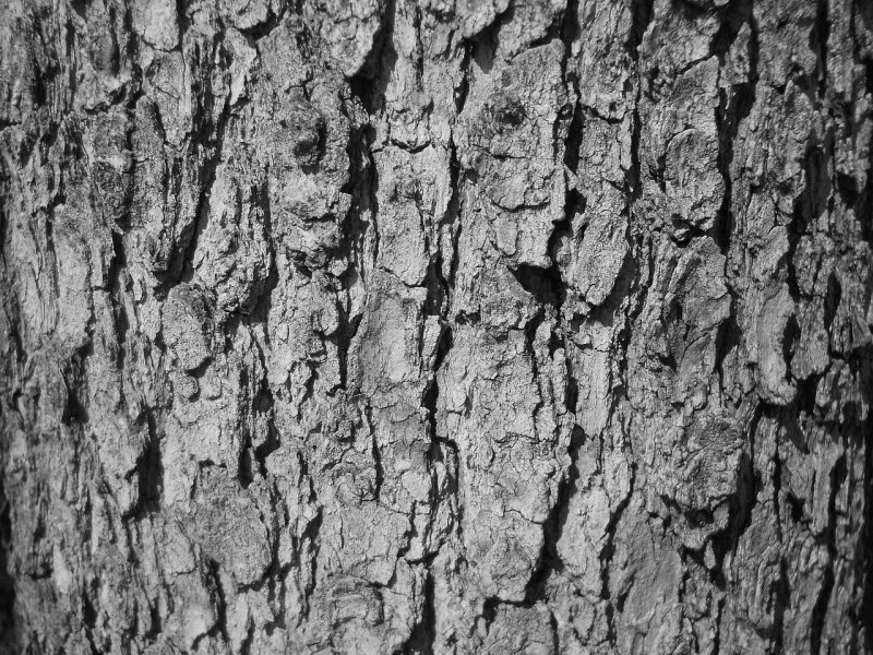Текстура коры дерева