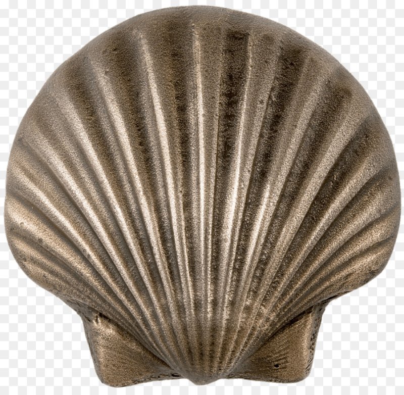 Раковины моллюсков