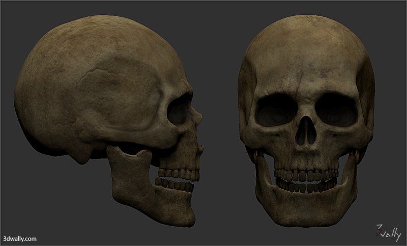 Текстура Черепк