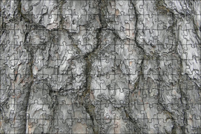 Береза фактура