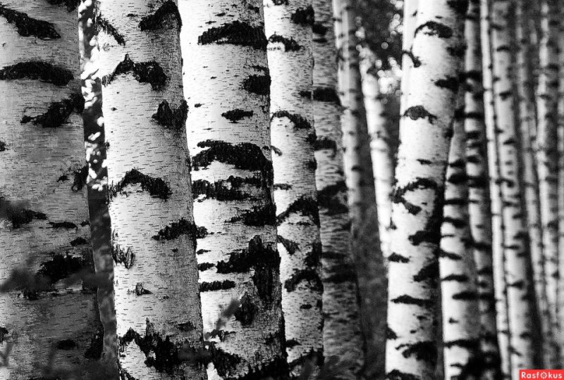 Ствол березы