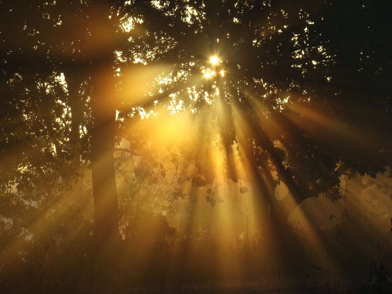 В Луче света