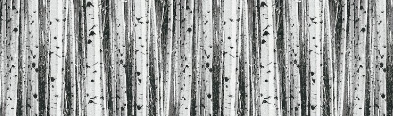 Ствол березы